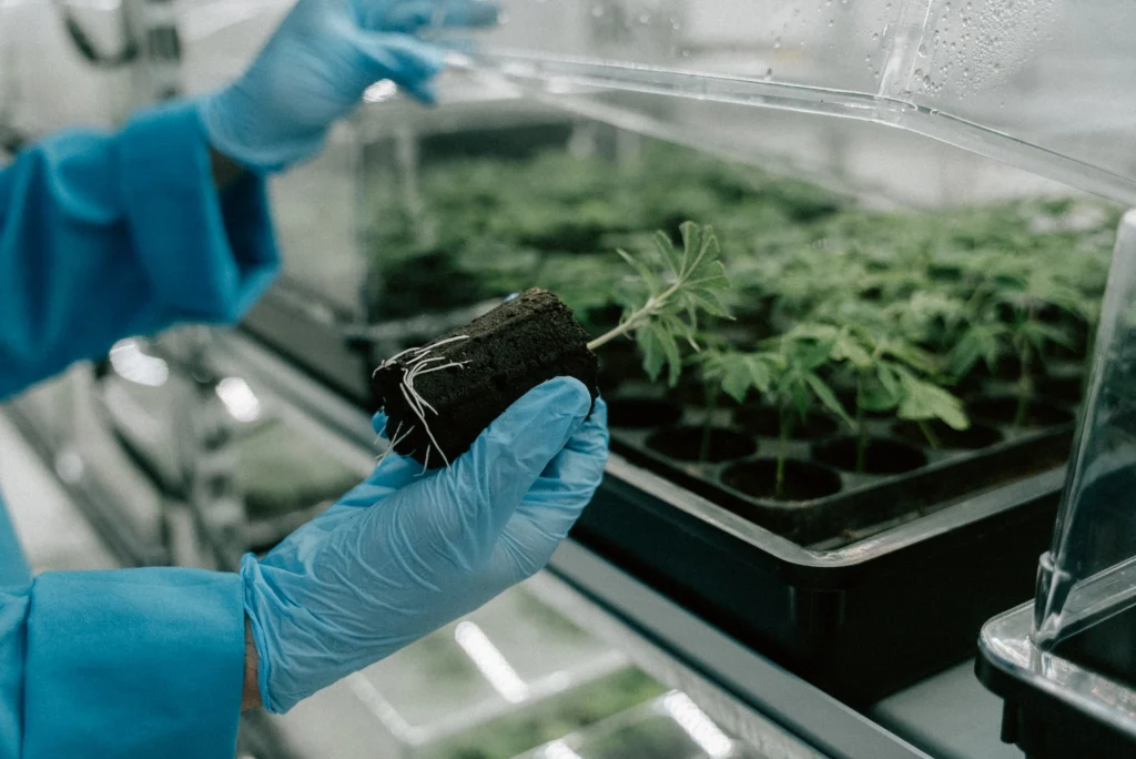 cannabis in a greenhouse