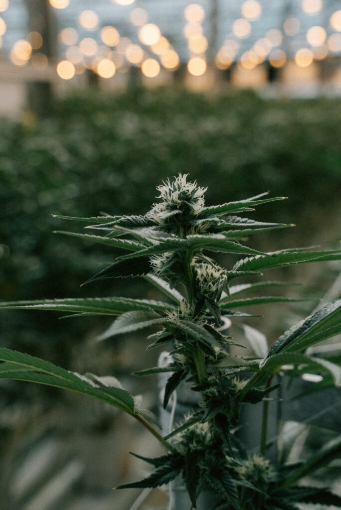 cannabis